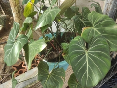Philodendron gloriosum