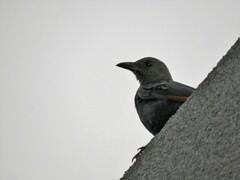 Onychognathus morio morio