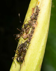 Dolichoderus attelaboides