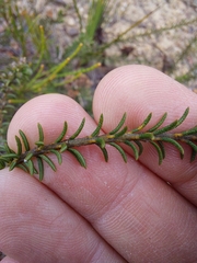 Dillwynia brunioides