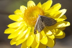 Scopula lydia
