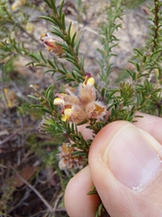 Dillwynia brunioides