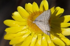 Scopula lydia