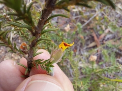 Dillwynia brunioides
