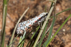 Utetheisa pulchelloides
