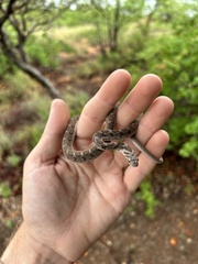 Dasypeltis scabra
