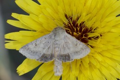 Helicoverpa punctigera