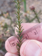 Dillwynia brunioides