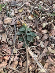 Calyptocarpus vialis