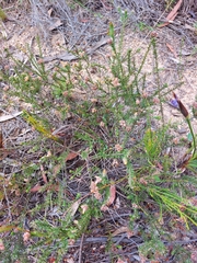 Dillwynia brunioides