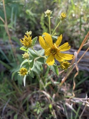 Coreopsis major