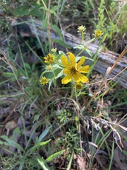 Coreopsis major