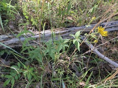 Coreopsis major