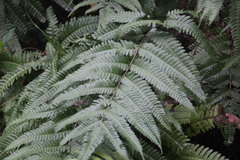 Pteris fauriei