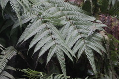 Pteris fauriei
