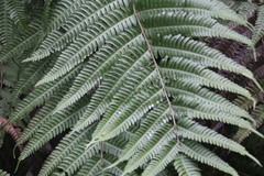 Pteris fauriei