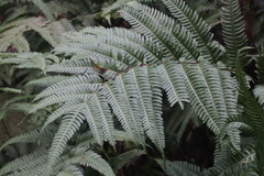 Pteris fauriei