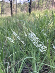 Polygala boykinii