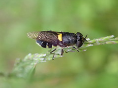 Odontomyia hunteri