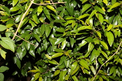 Diospyros pentamera