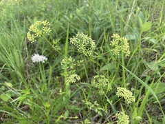 Thaspium chapmanii