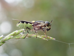 Odontomyia hunteri