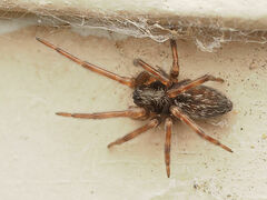Badumna longinqua