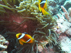 Entacmaea quadricolor