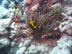 Entacmaea quadricolor