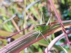 Conocephalus maculatus