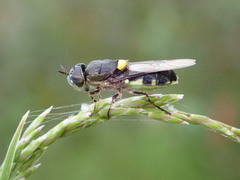 Odontomyia hunteri