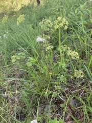 Thaspium chapmanii