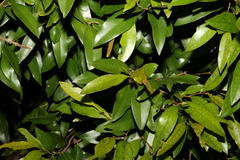 Diospyros pentamera