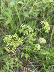 Thaspium chapmanii