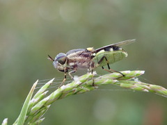Odontomyia hunteri