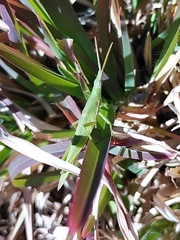 Atractomorpha lata