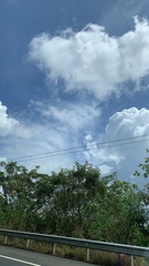 Borassus flabellifer