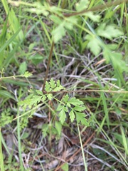 Thaspium chapmanii