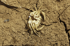 Austrothelphusa transversa