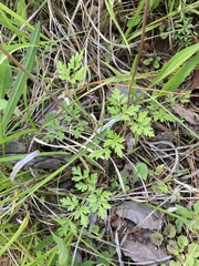Thaspium chapmanii