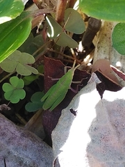 Atractomorpha lata