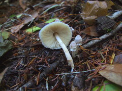 Lepiota
