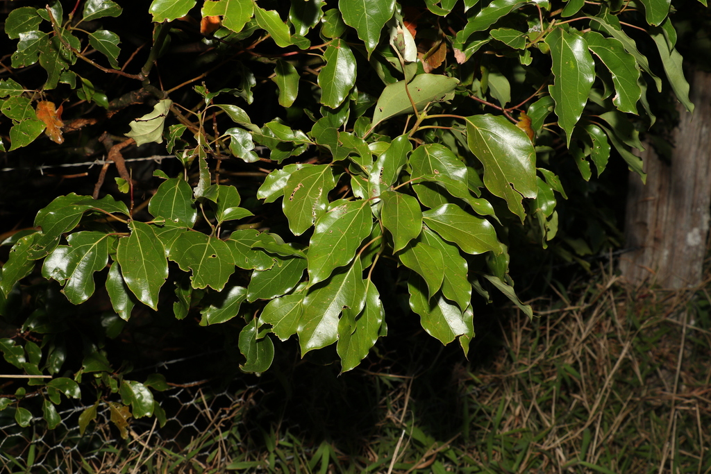 Cinnamomum camphora — an easy houseplant, prefers full sun light