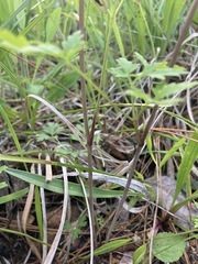 Thaspium chapmanii