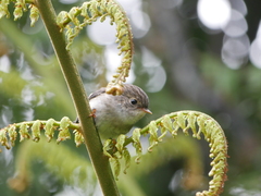 Petroica macrocephala toitoi