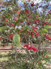 Photinia niitakayamensis