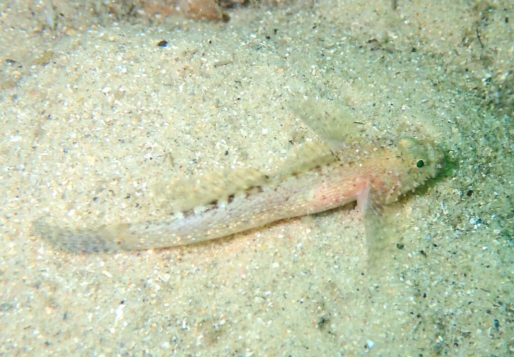 Sculptured Goby From Sydney NSW Australia On June 27 2020 At 12 05 PM By John Sear Papillae