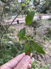 Photinia niitakayamensis