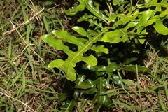 Stenocarpus sinuatus