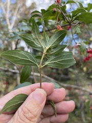 Photinia niitakayamensis